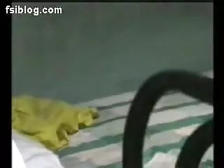 মেয়ে বাঙালি সেক্সি সমকামী